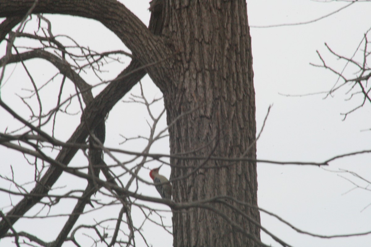Red-bellied Woodpecker - ML647363324