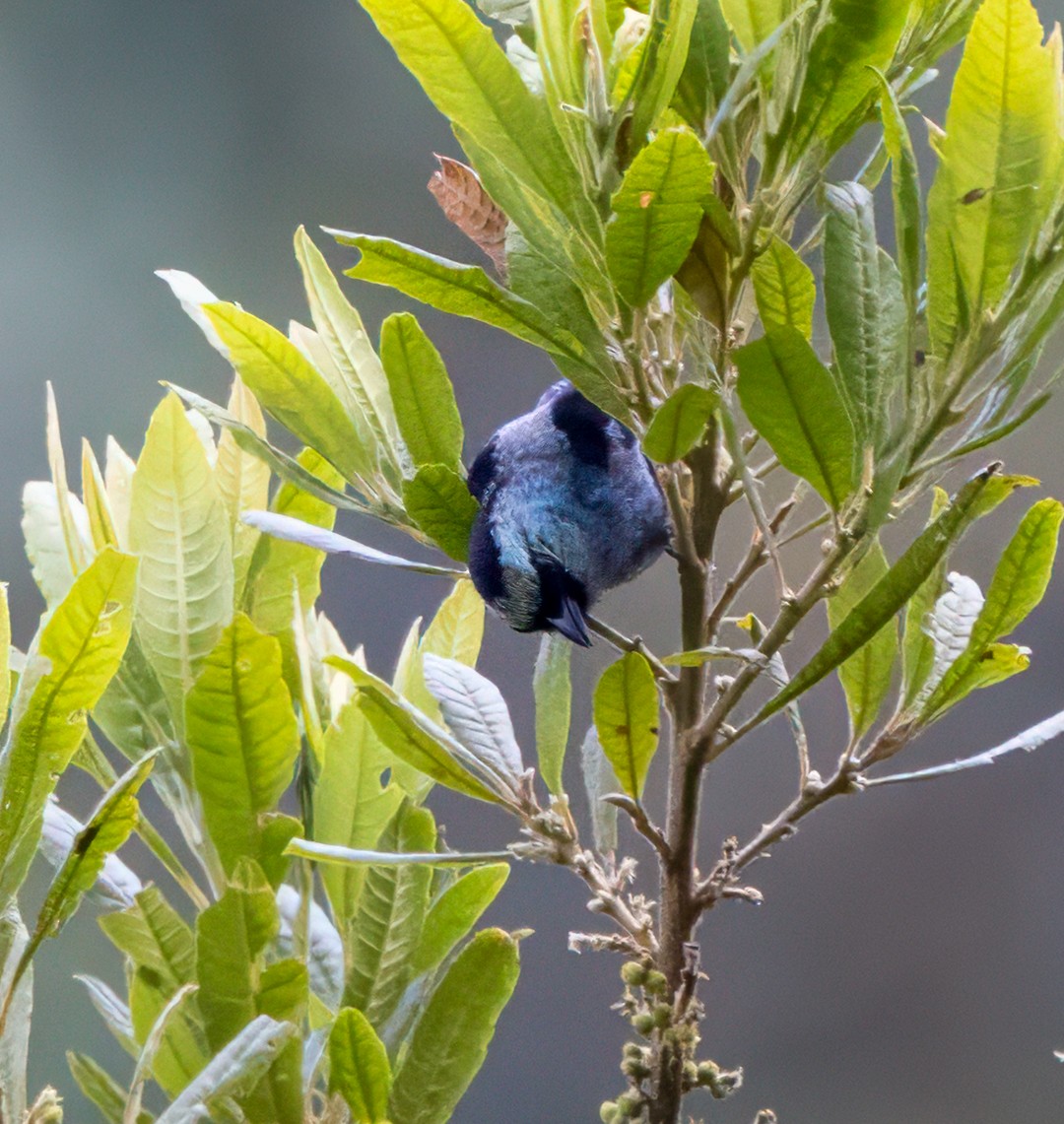 Metallic-green Tanager - ML647363327