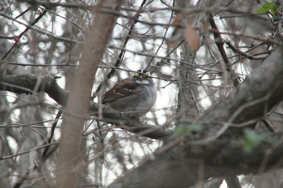 White-throated Sparrow - ML647363329