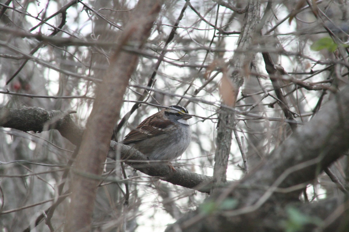 White-throated Sparrow - ML647363330