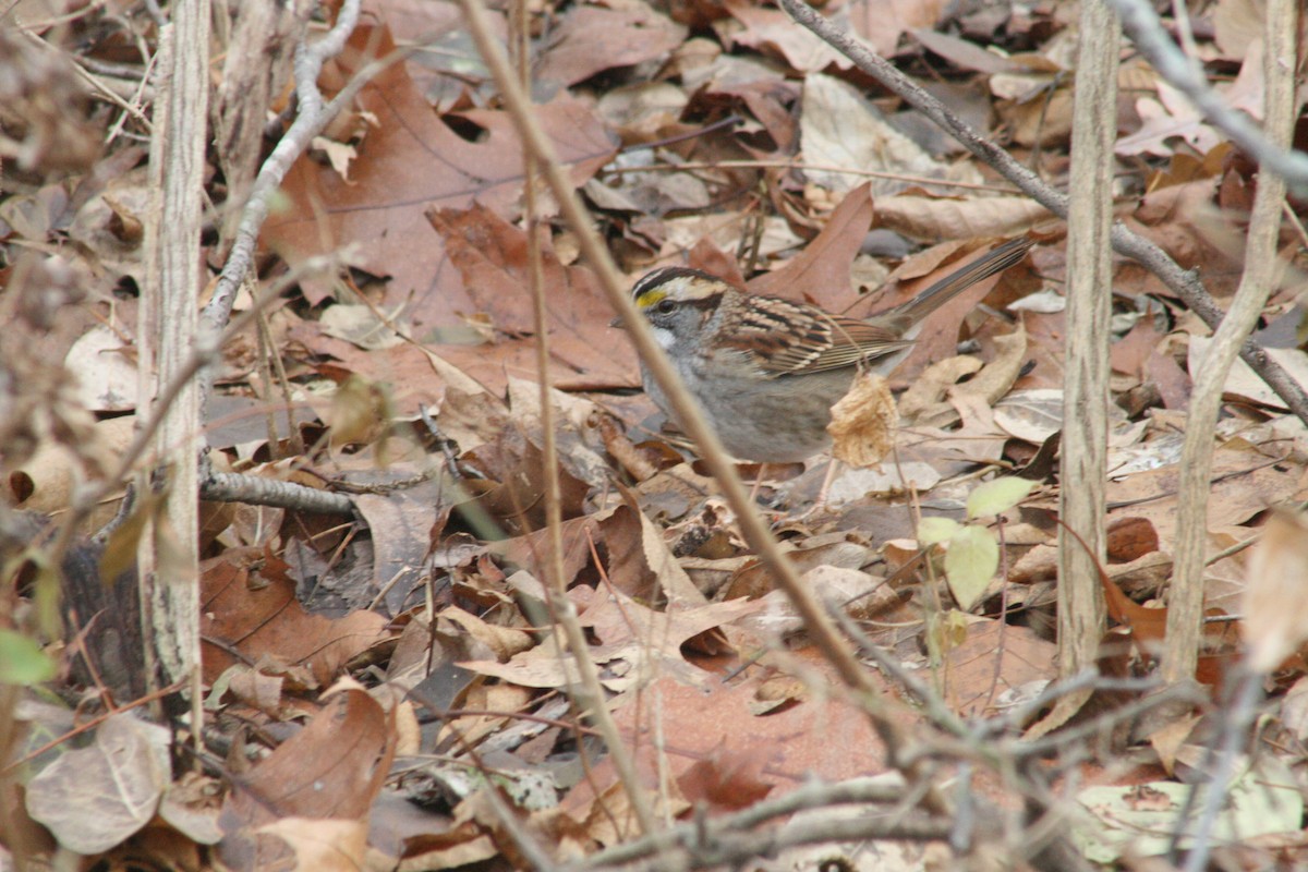 White-throated Sparrow - ML647363331