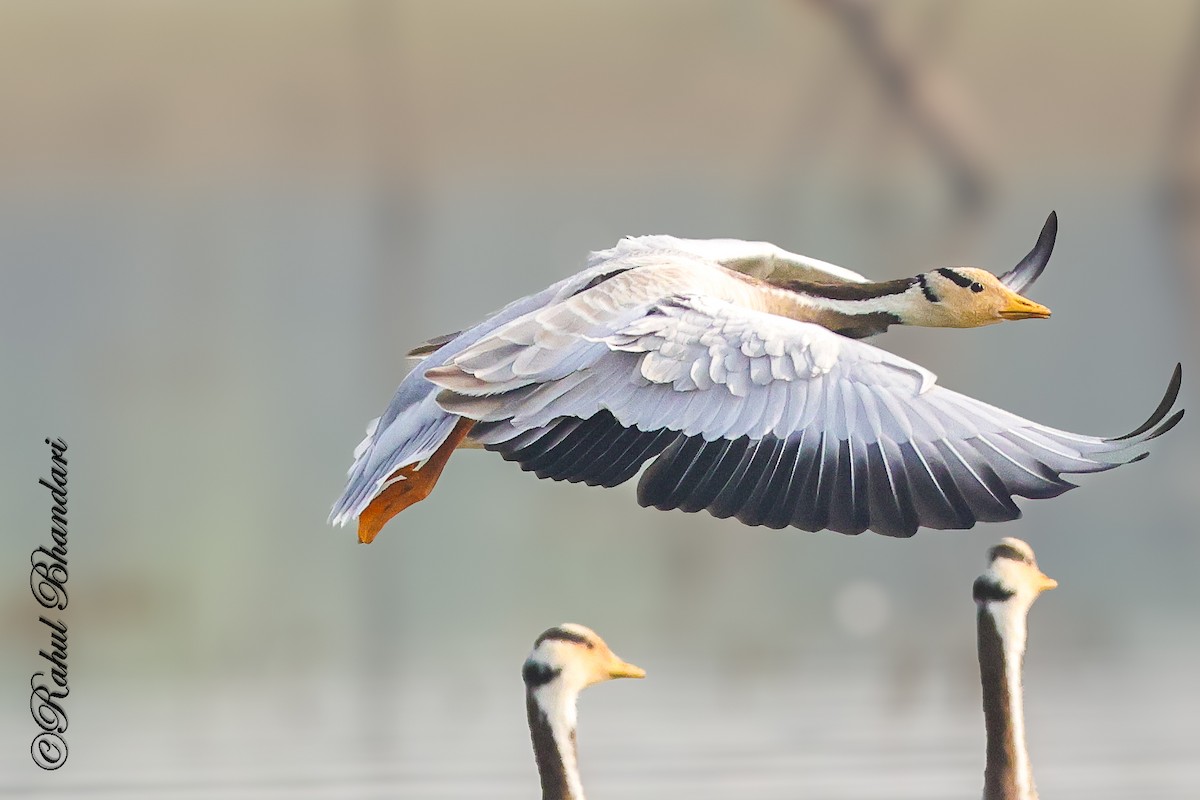 Bar-headed Goose - ML647363336