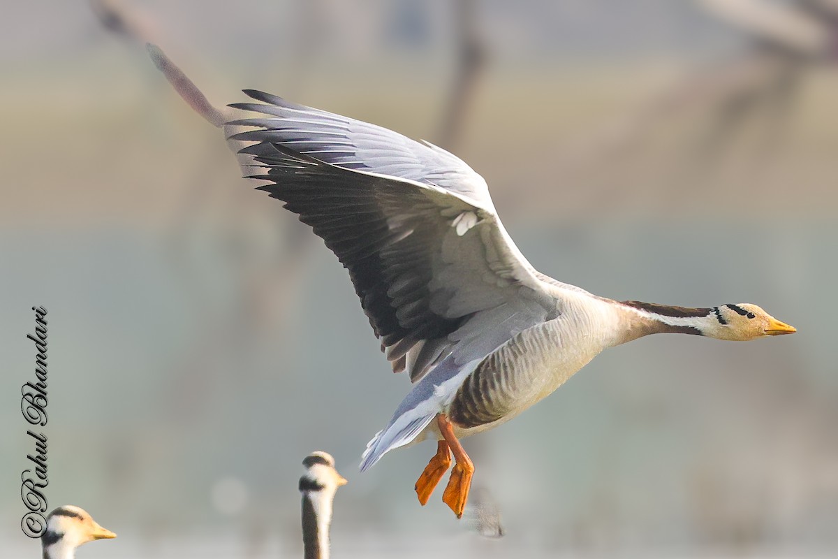 Bar-headed Goose - ML647363337