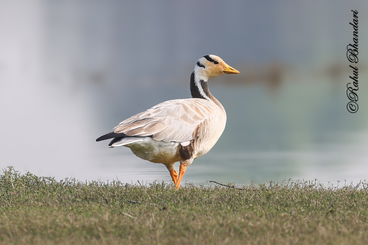 Bar-headed Goose - ML647363338