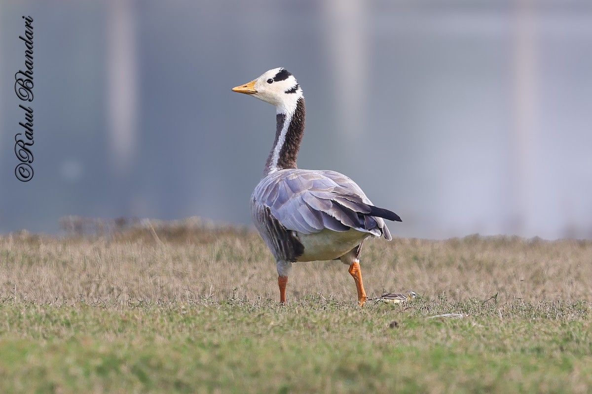 Bar-headed Goose - ML647363339