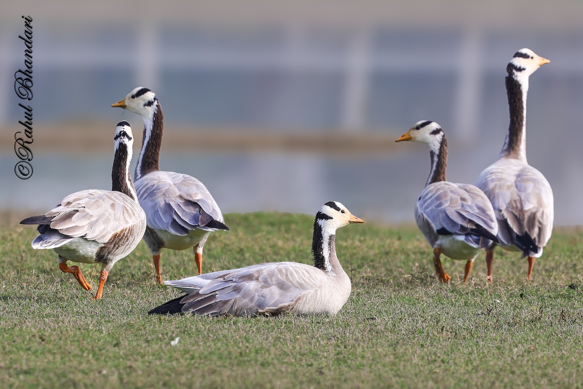 Bar-headed Goose - ML647363340