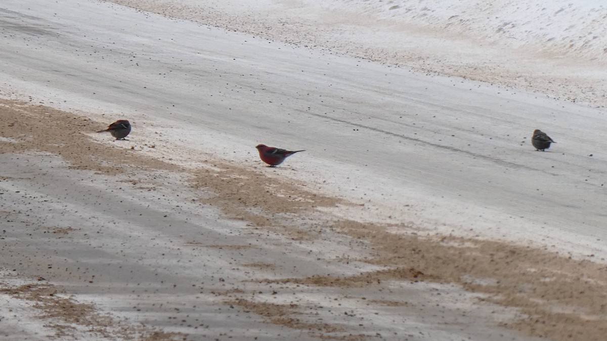 Смеречник тайговий - ML647363344