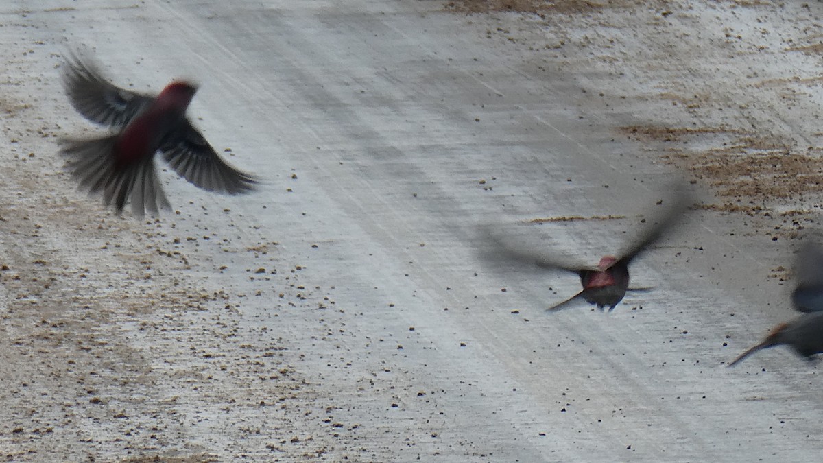 Смеречник тайговий - ML647363360