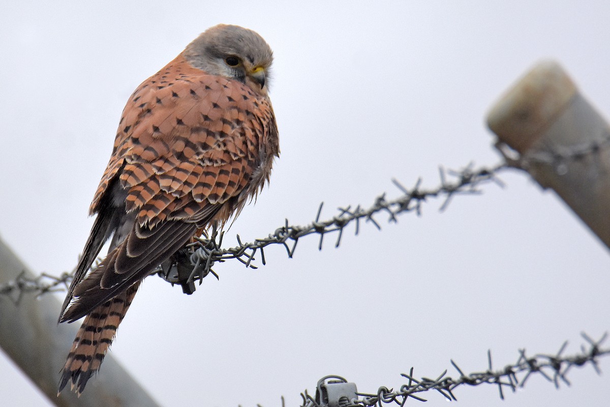 Eurasian Kestrel - ML647363379