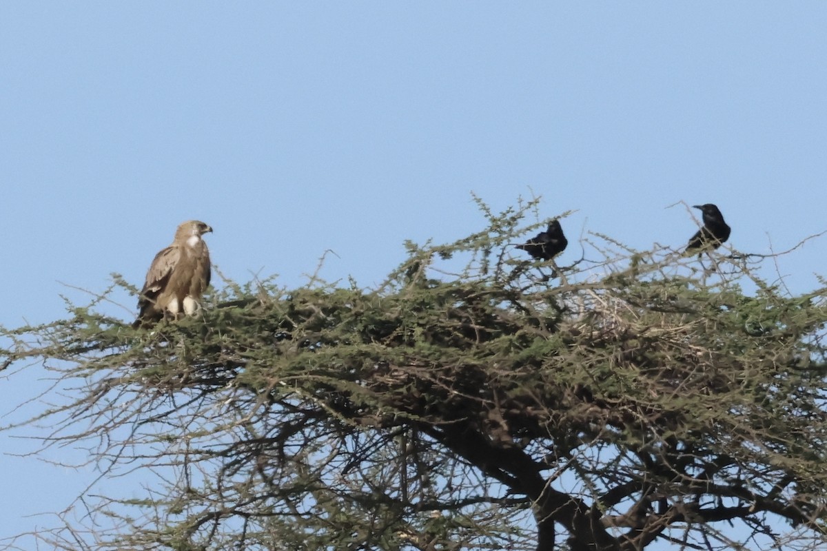 Tawny Eagle - ML647363381