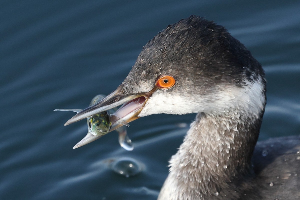 Eared Grebe - ML647363382