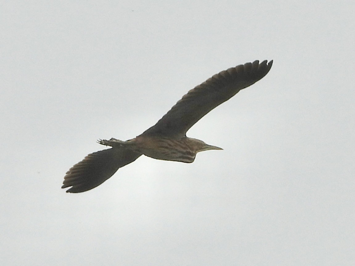American Bittern - ML647363383