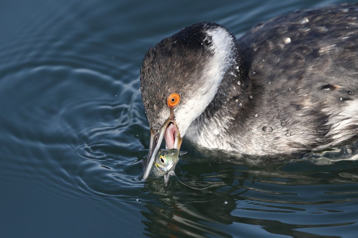 Eared Grebe - ML647363384