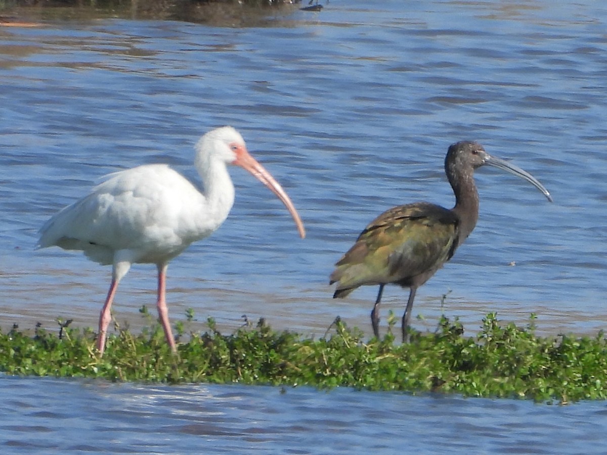 White-faced Ibis - ML647363393
