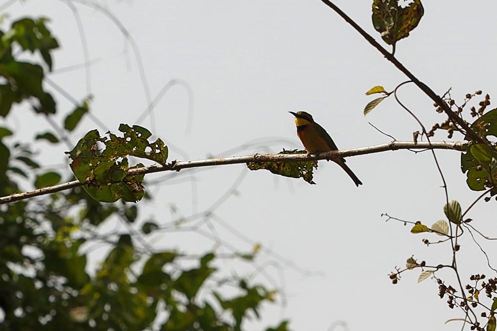 Little Bee-eater - ML647363399