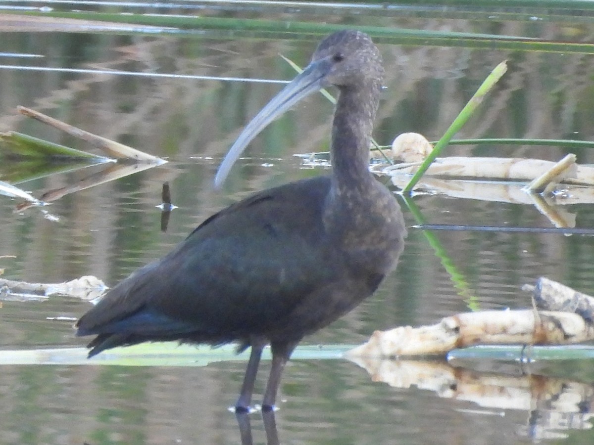 Glossy Ibis - ML647363401
