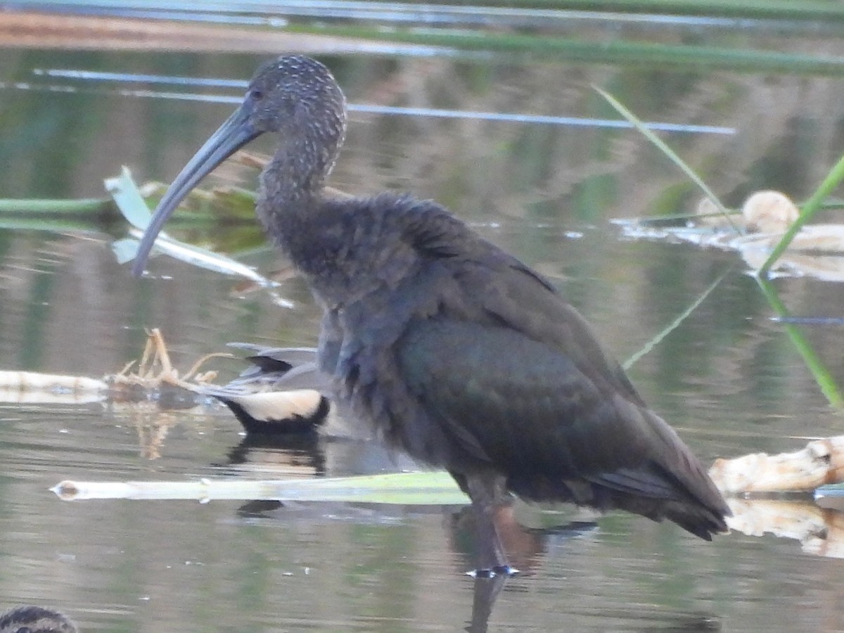 Glossy Ibis - ML647363404