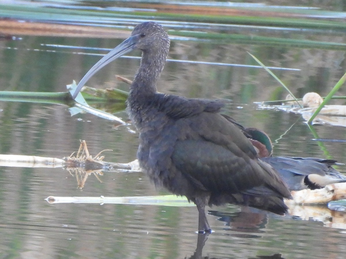 Glossy Ibis - ML647363405