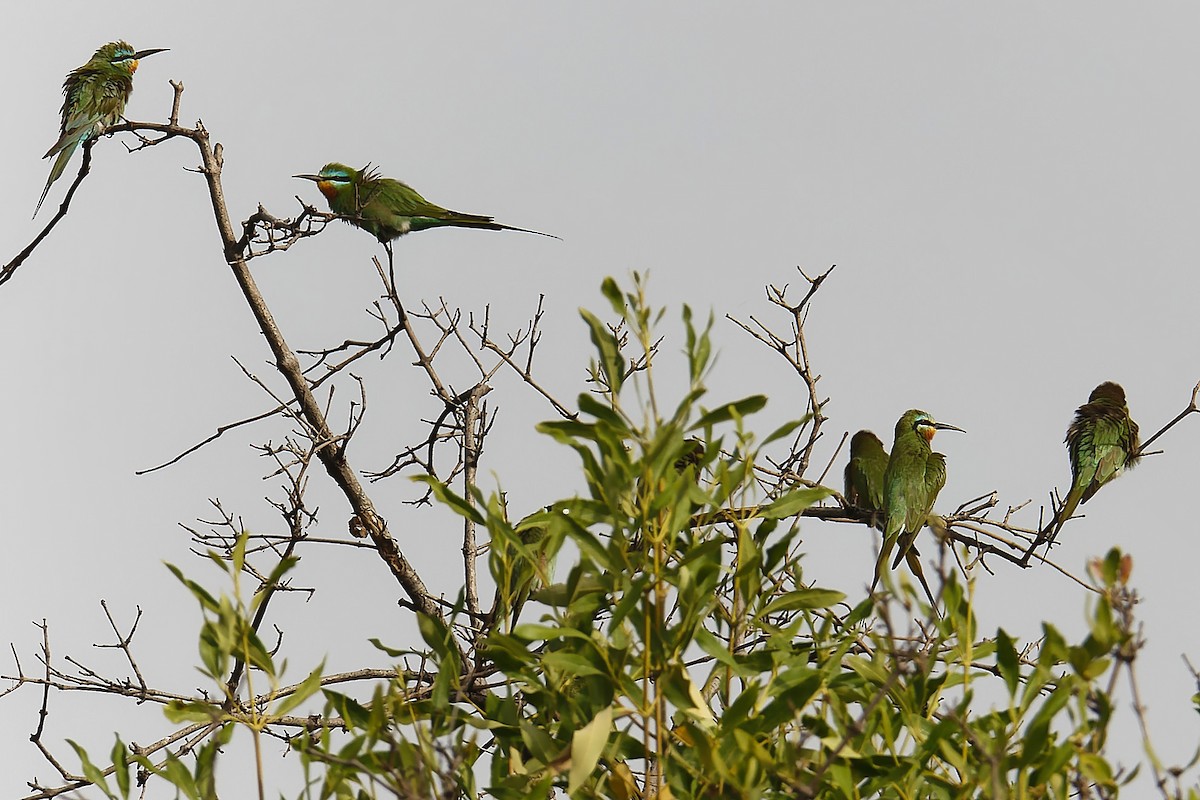 vlha modrolící - ML647363409