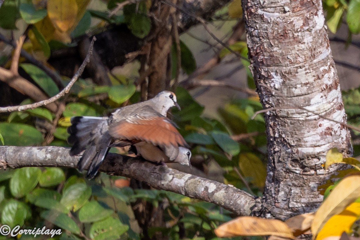 Black-billed Wood-Dove - ML647363410