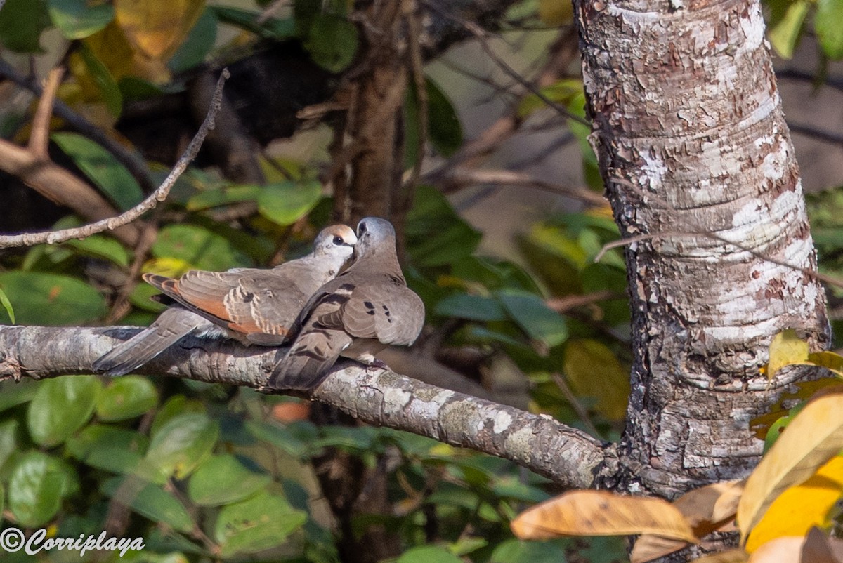 Black-billed Wood-Dove - ML647363411