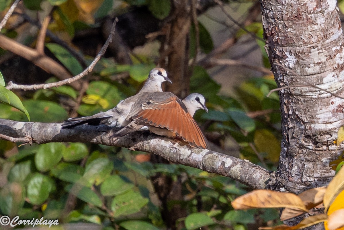 Black-billed Wood-Dove - ML647363412