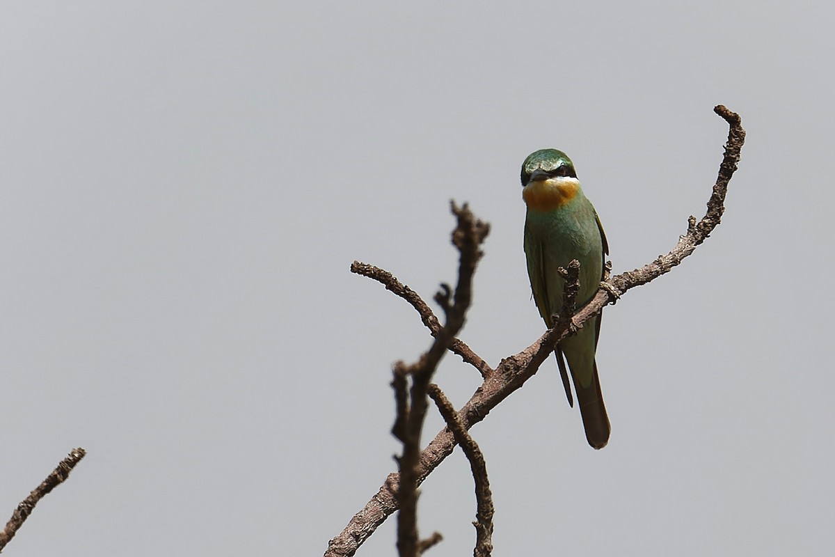 vlha modrolící - ML647363415