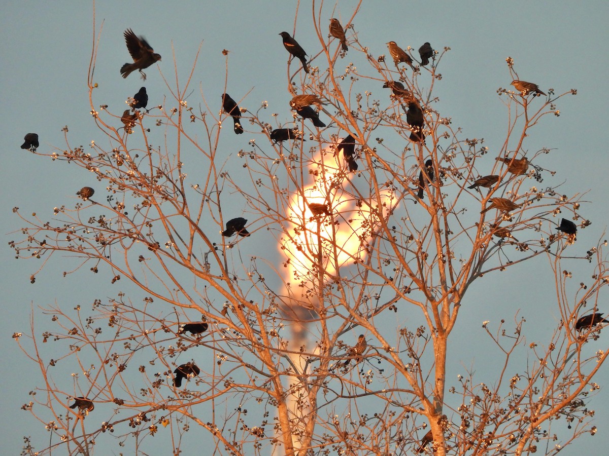 Red-winged Blackbird - ML647363421