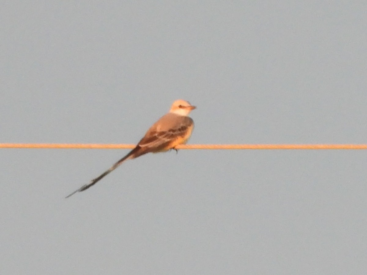 Scissor-tailed Flycatcher - ML647363425