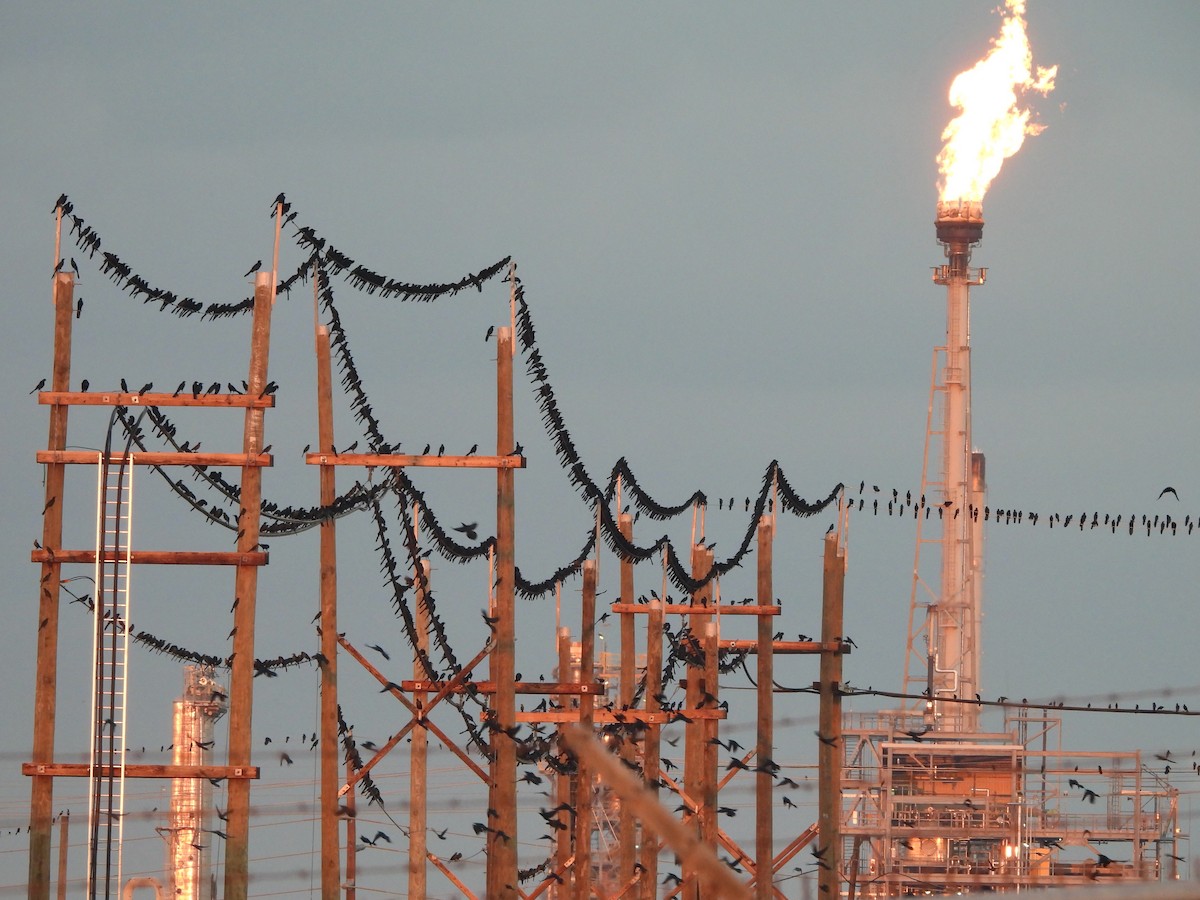 Great-tailed Grackle - ML647363432