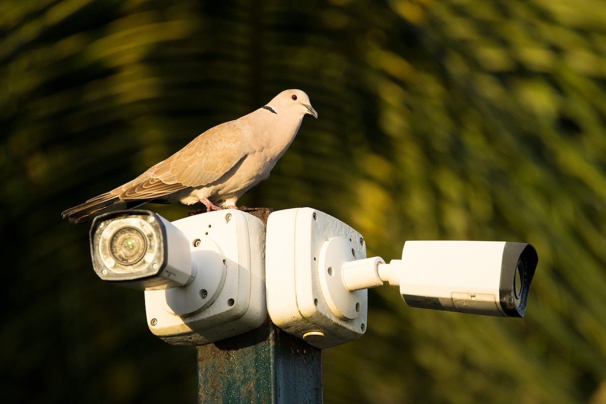 Буулгат хүүрзгэнэ - ML647363433