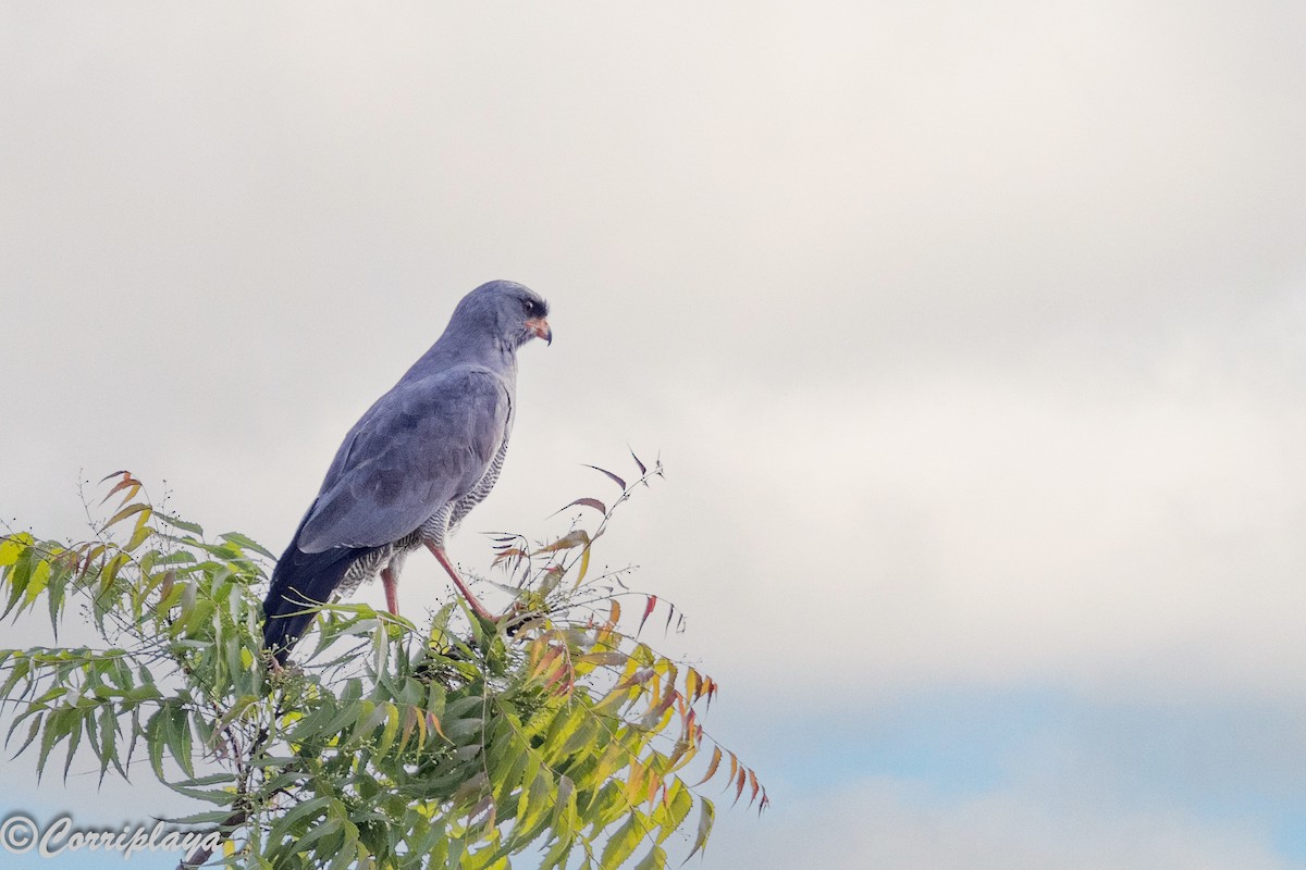 Тёмный певчий ястреб - ML647363434