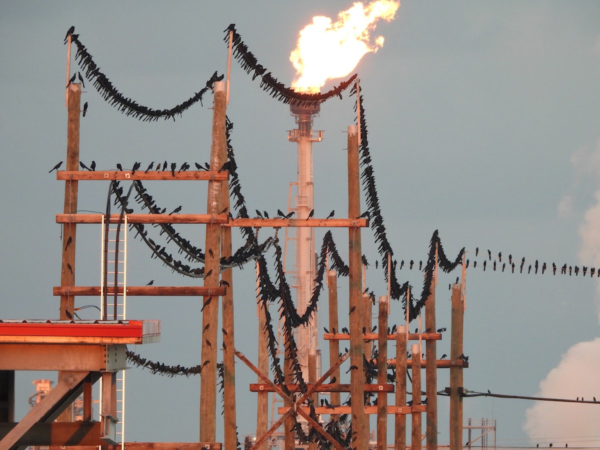 Great-tailed Grackle - ML647363435