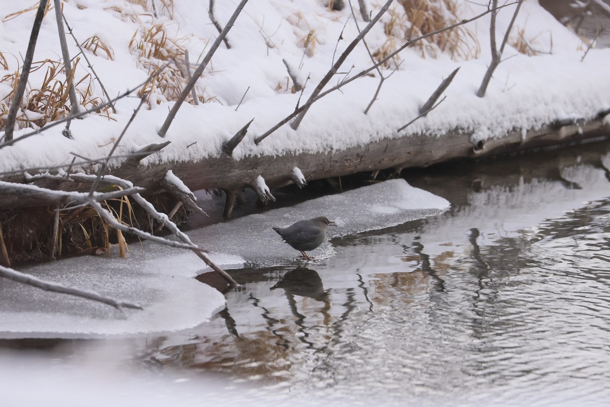 Ur-zozo iparramerikarra - ML647363437