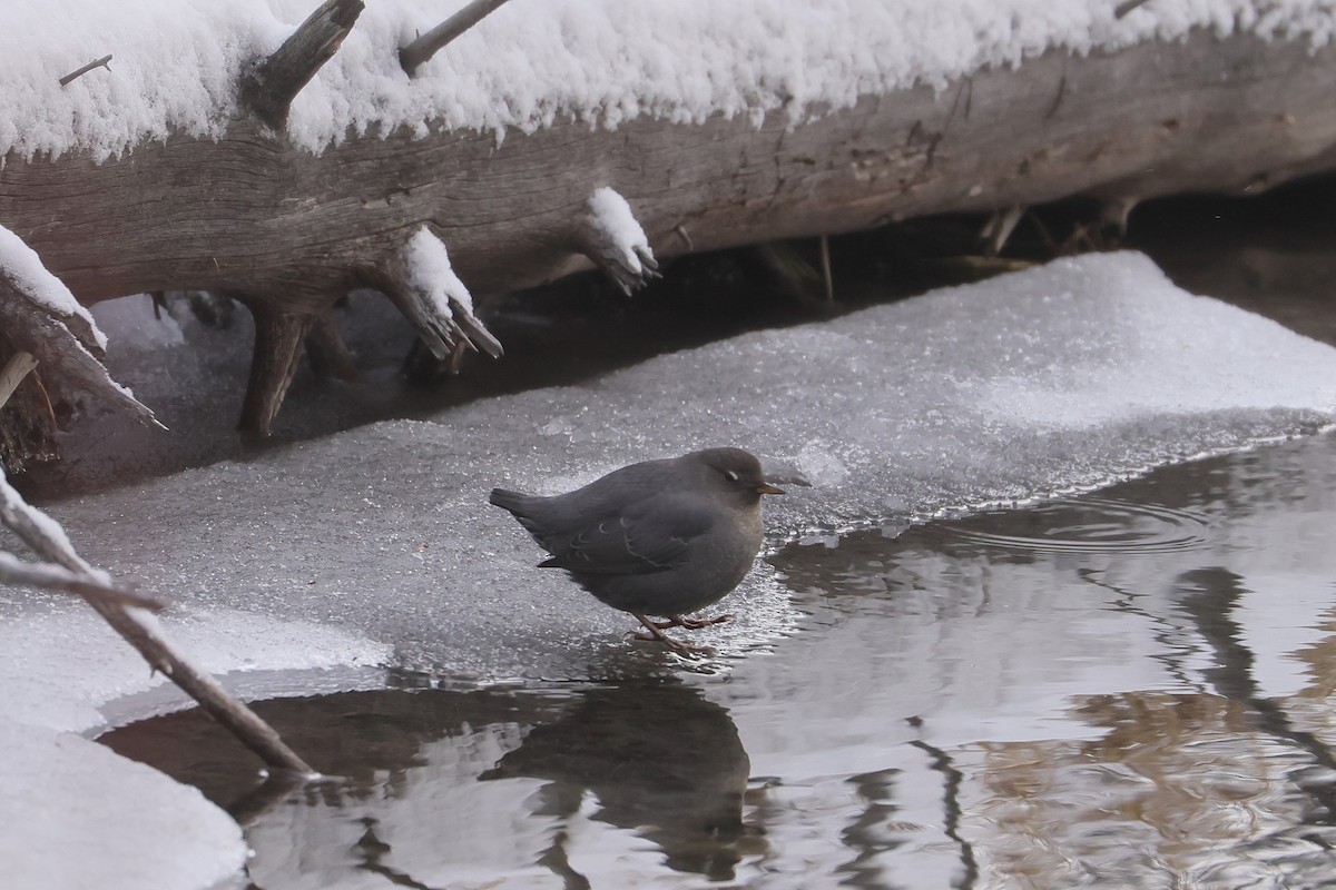 Ur-zozo iparramerikarra - ML647363445