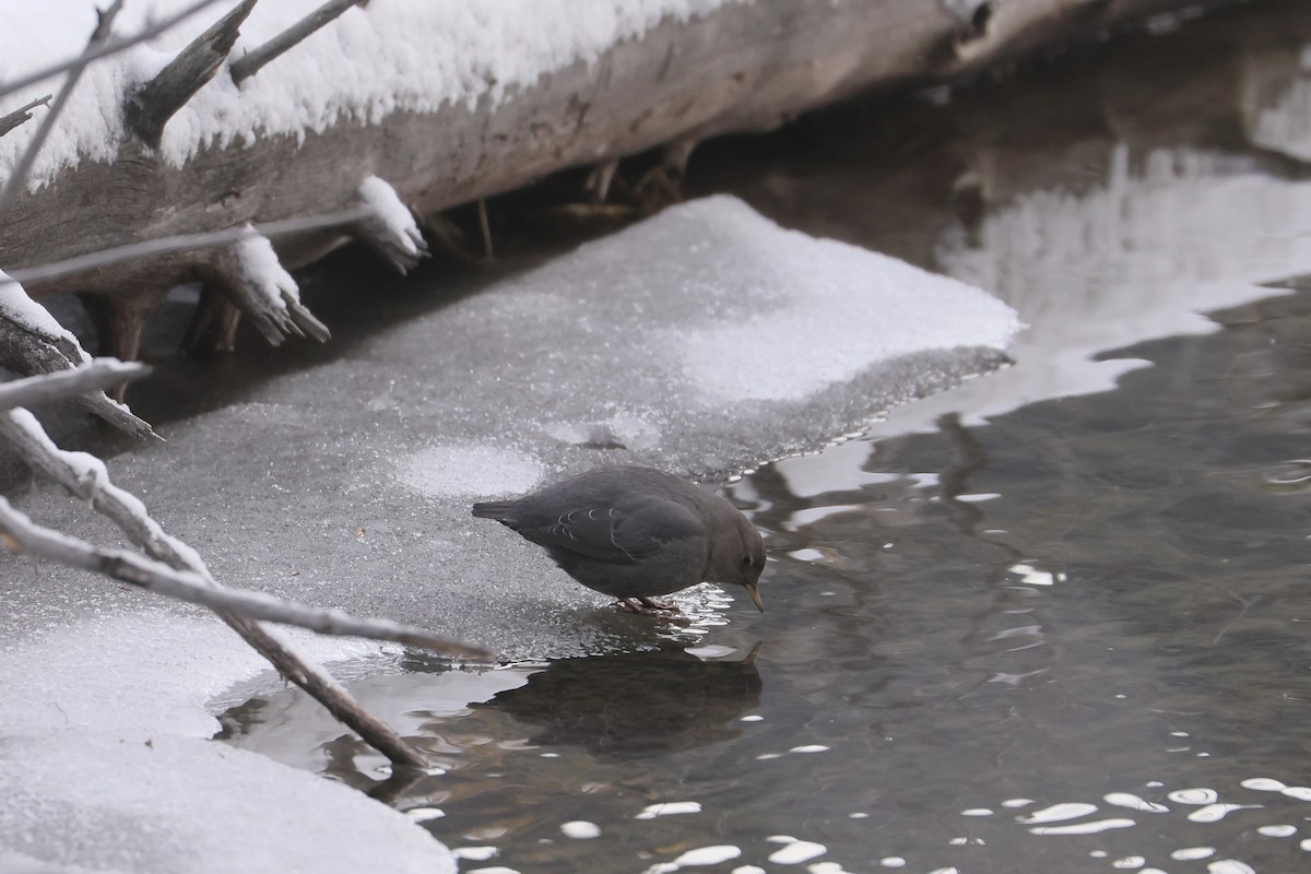 Ur-zozo iparramerikarra - ML647363450