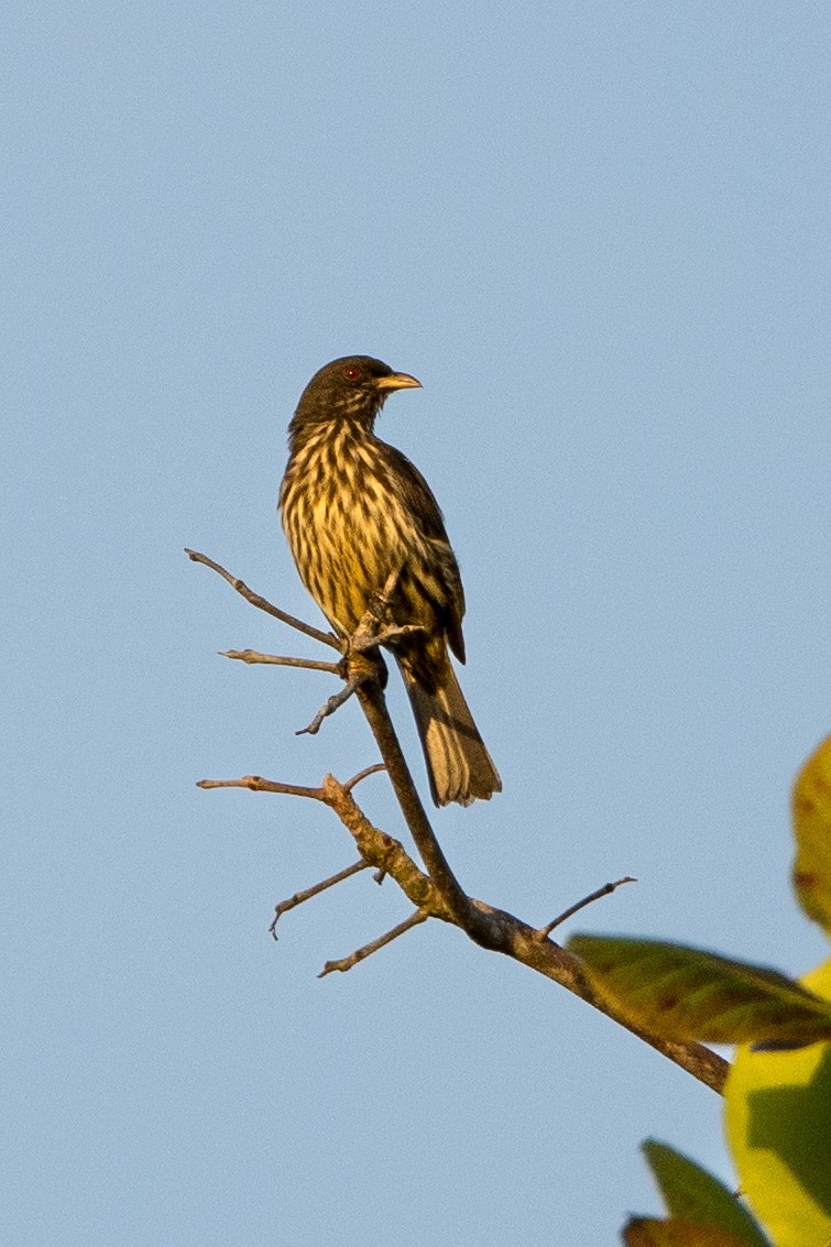 Palmchat - ML647363460