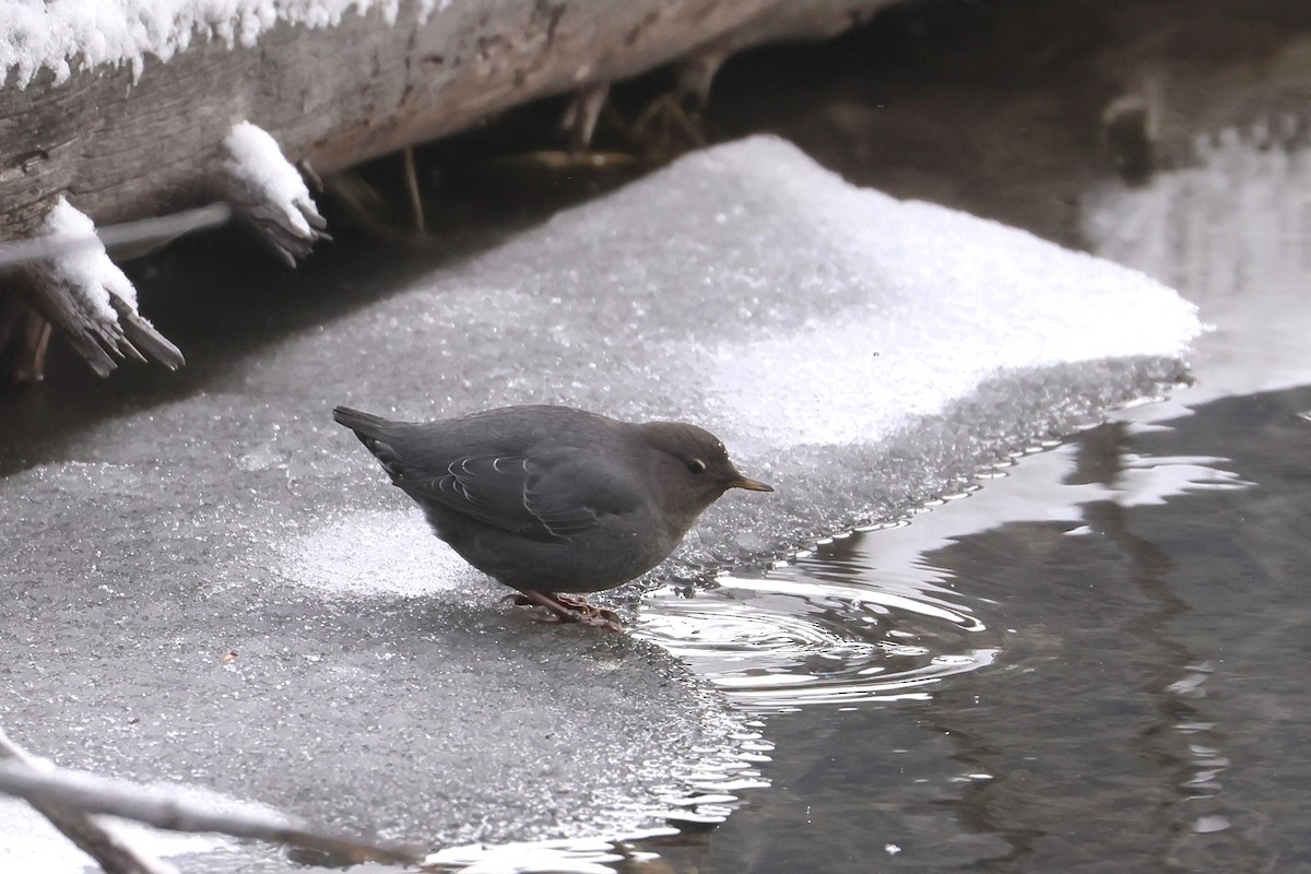 Ur-zozo iparramerikarra - ML647363461