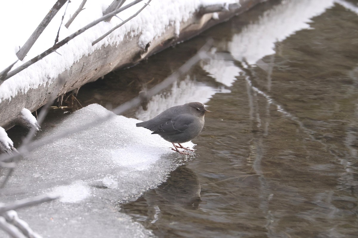 Ur-zozo iparramerikarra - ML647363468