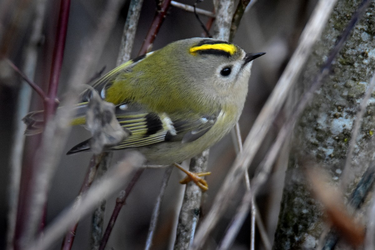 Goldcrest - ML647363473