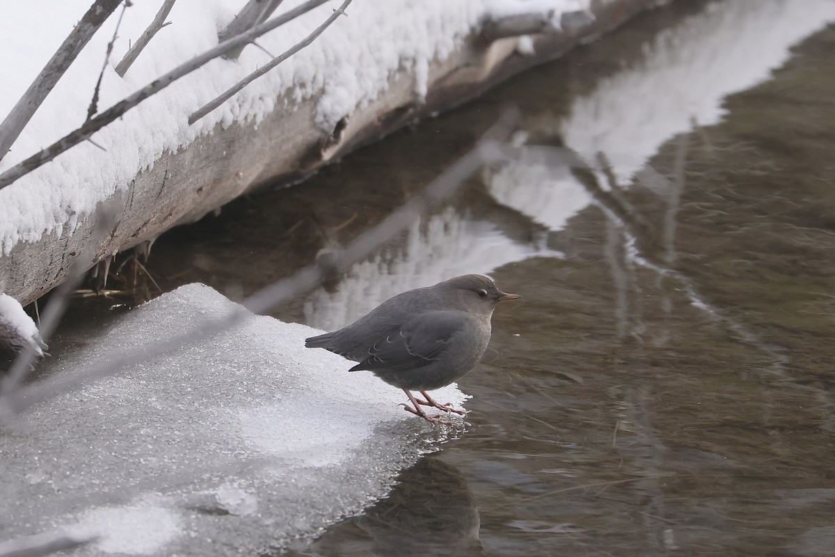 Ur-zozo iparramerikarra - ML647363475