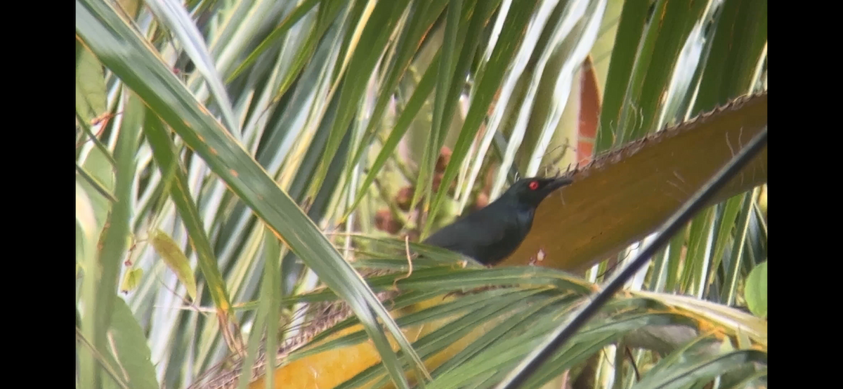 Красноглазый скворец - ML647363478