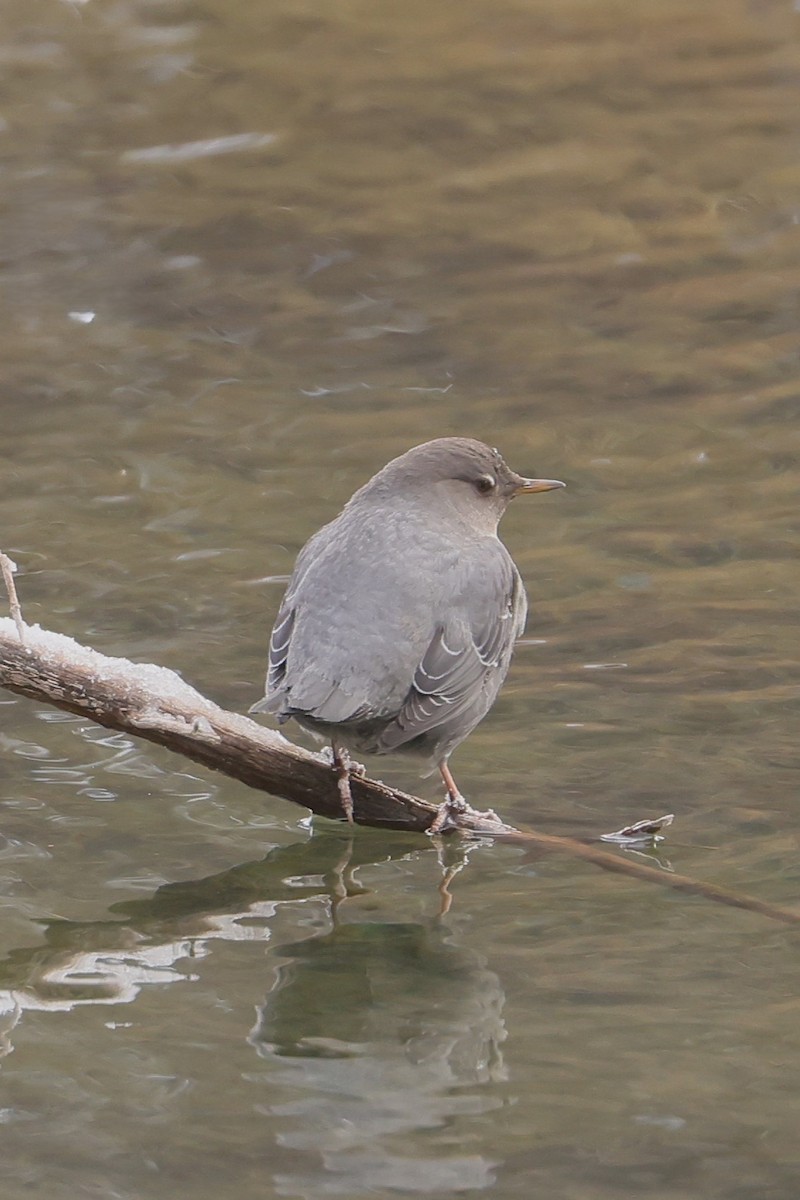 Ur-zozo iparramerikarra - ML647363480