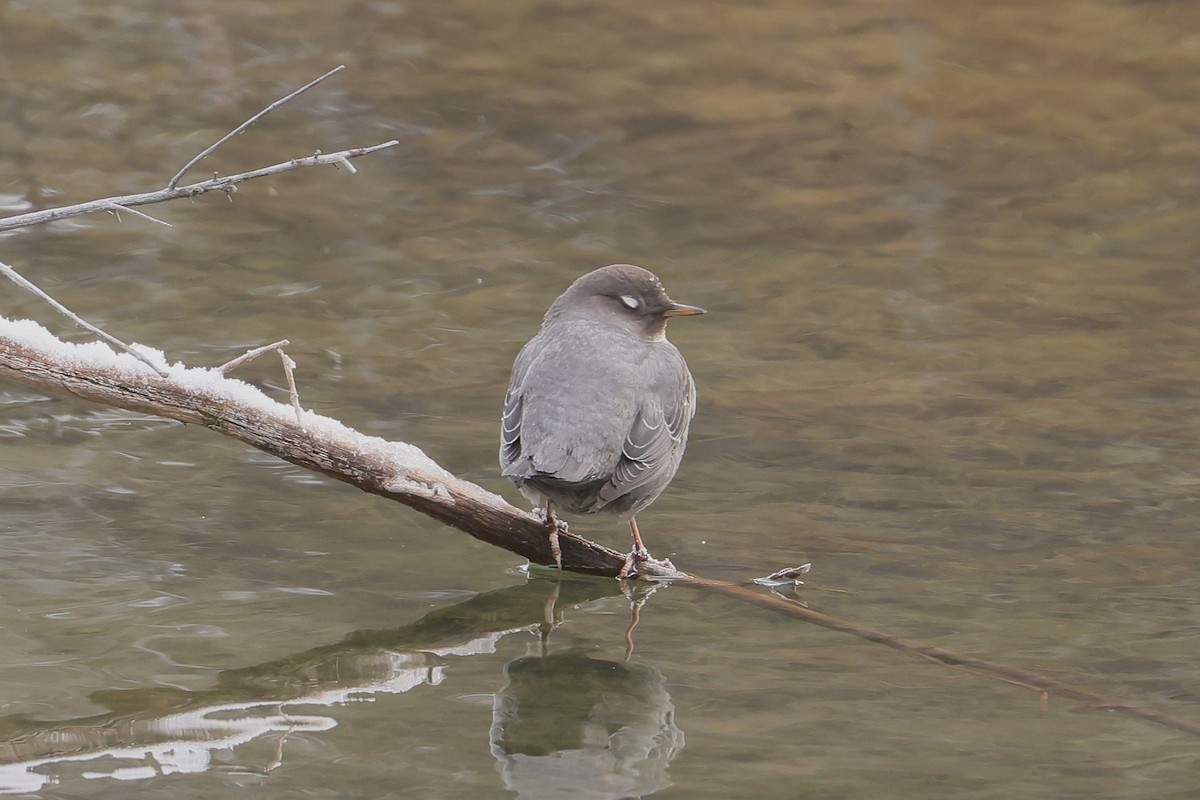 Ur-zozo iparramerikarra - ML647363487