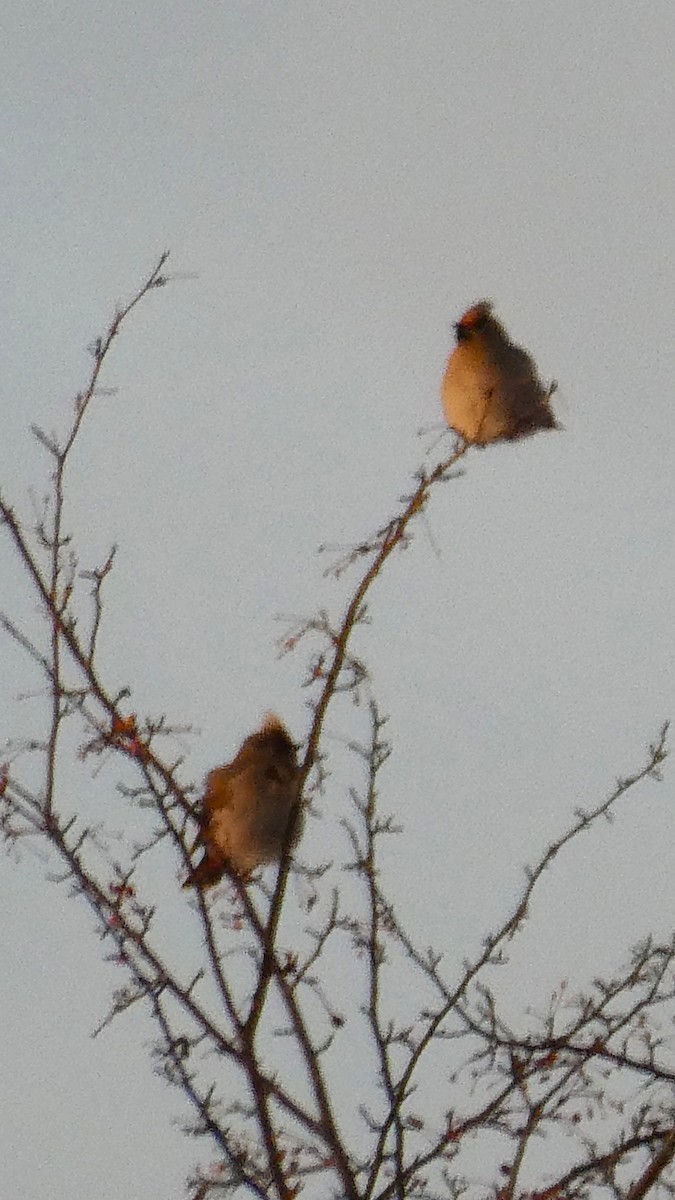 Ampelis Europeo - ML647363489