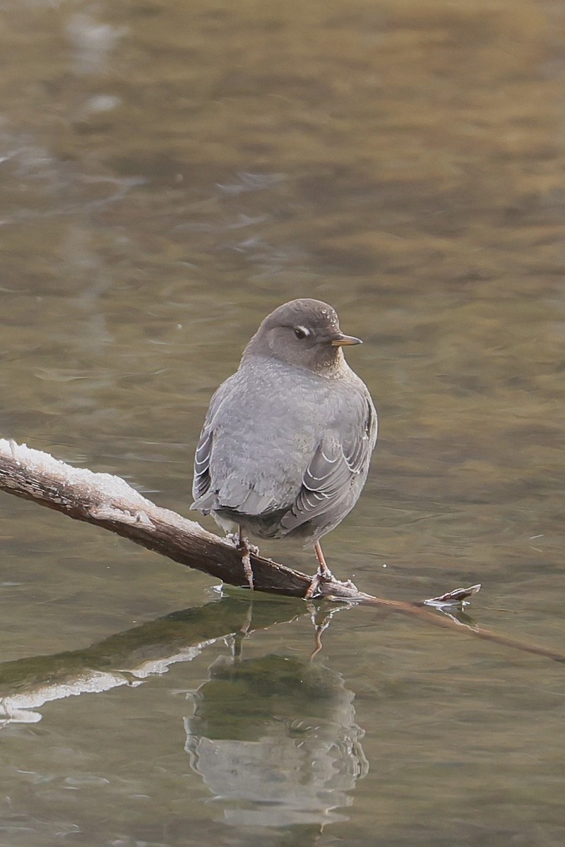 Ur-zozo iparramerikarra - ML647363496