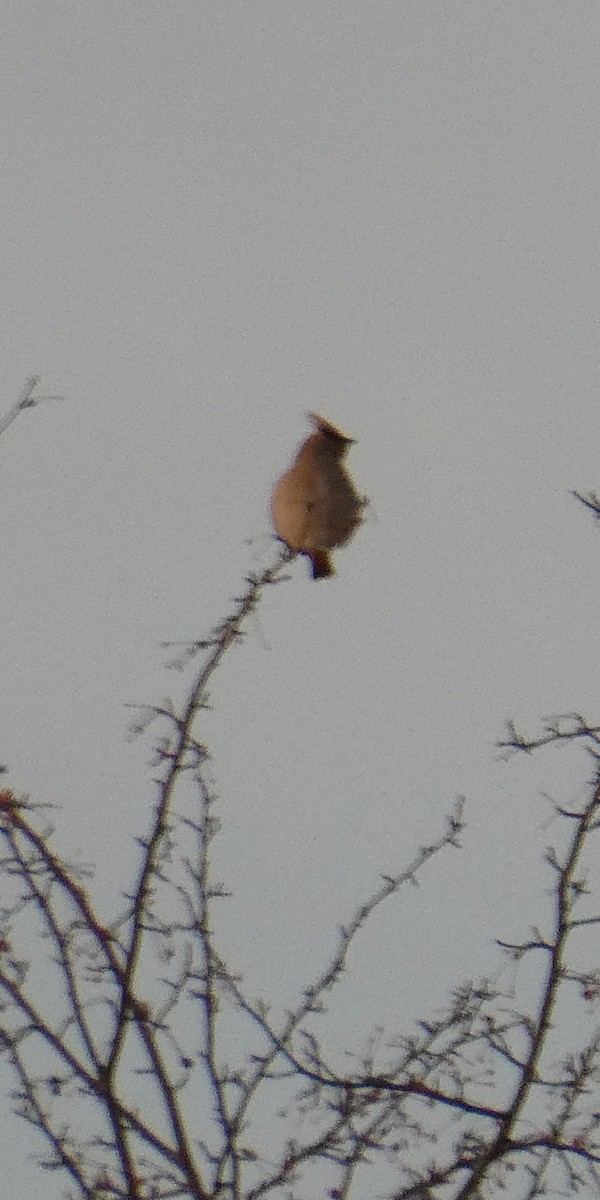 Ampelis Europeo - ML647363498