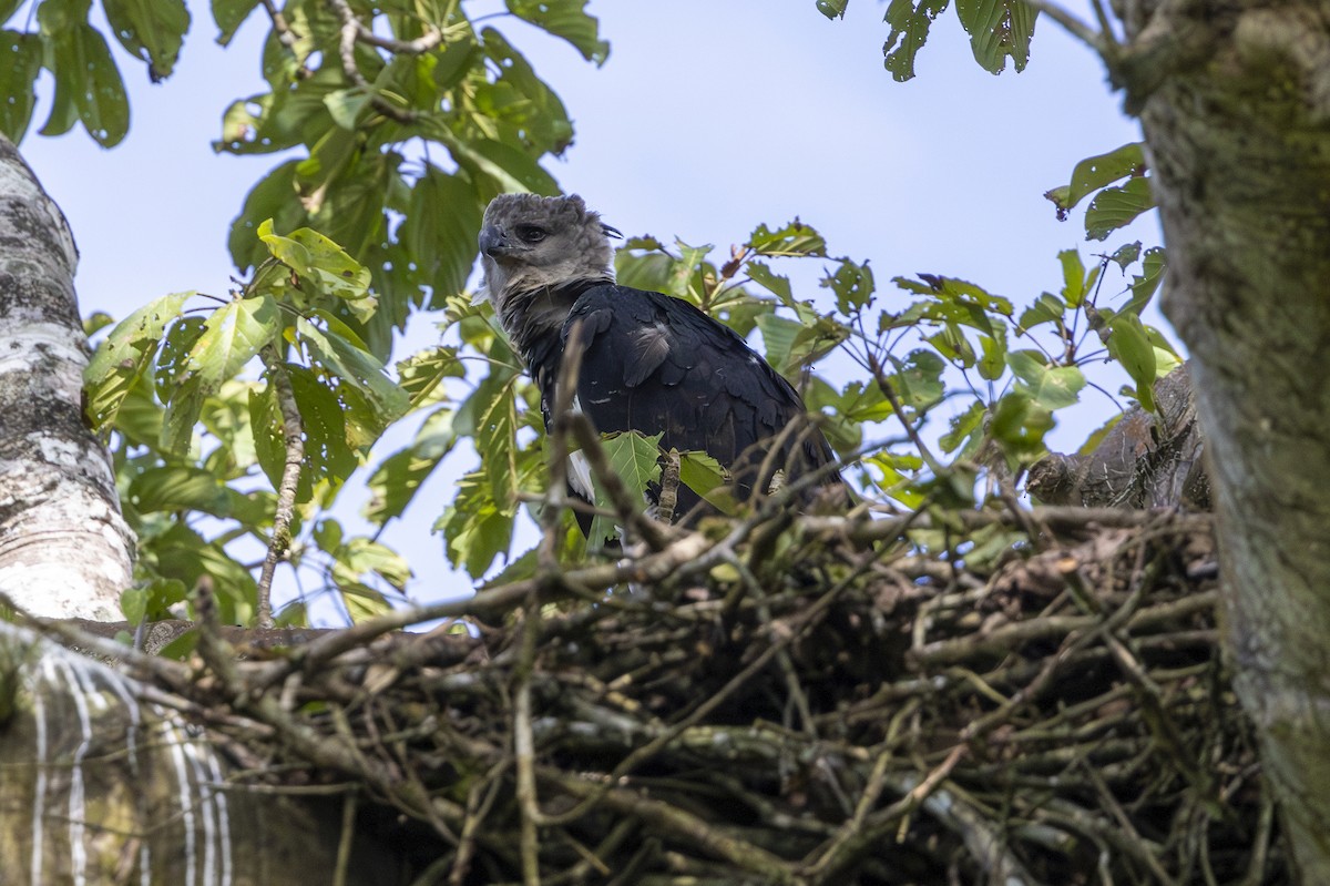 Harpy Eagle - ML647363502