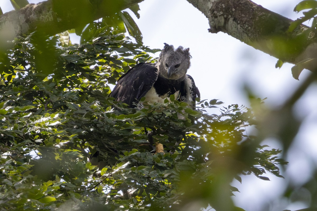Harpy Eagle - ML647363512