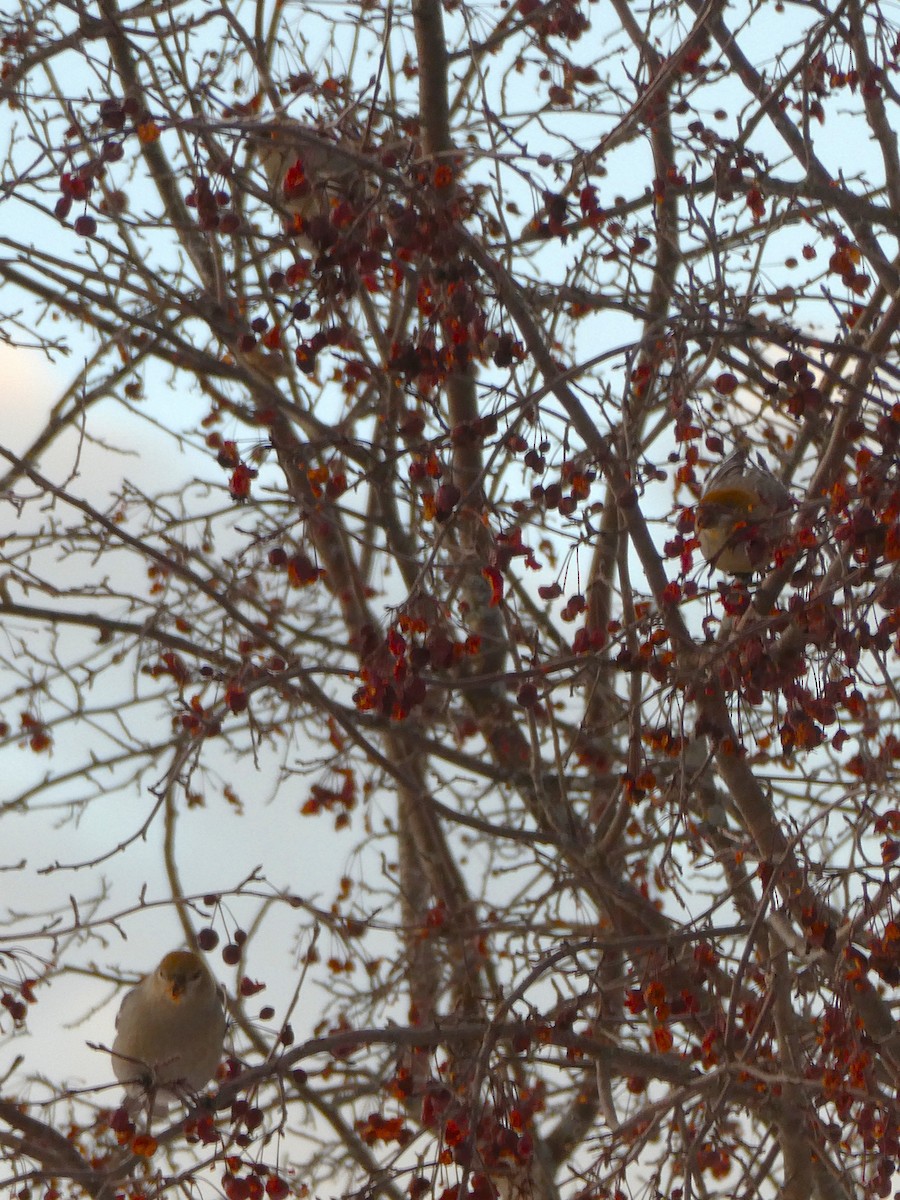 Смеречник тайговий - ML647363513